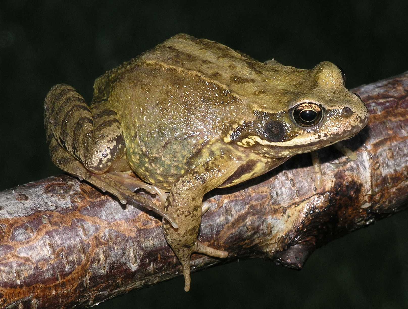 Ranidae Rana temporaria