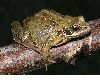 image of Rana temporaria