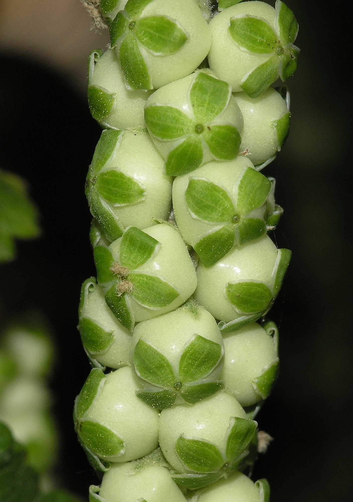 Rosaceae Bencomia caudata