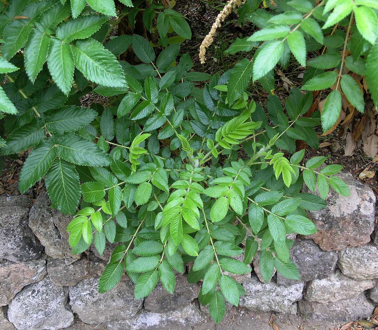 Rosaceae Bencomia caudata