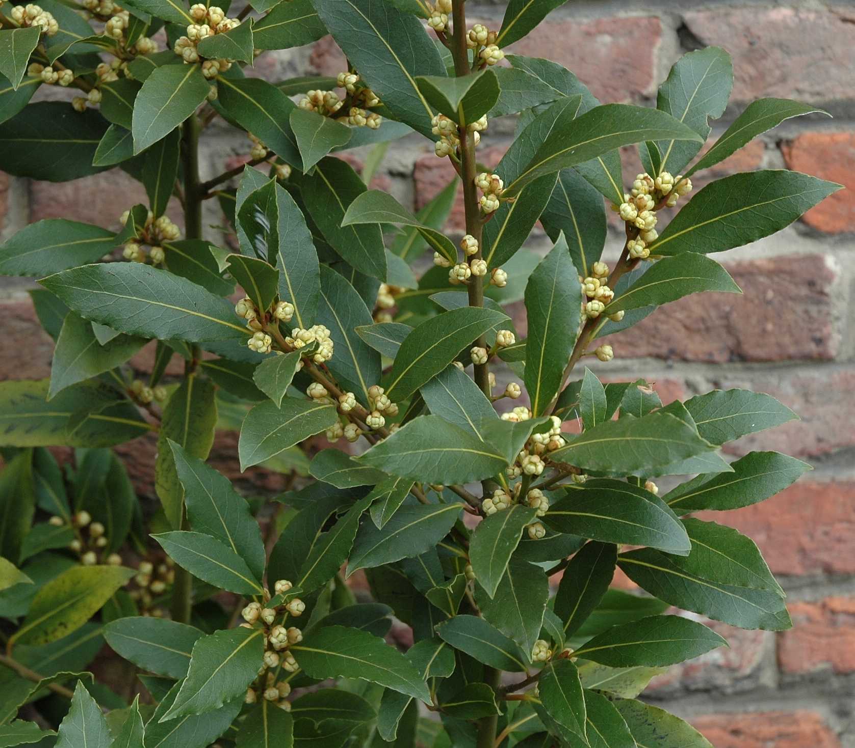 Lauraceae Laurus nobilis