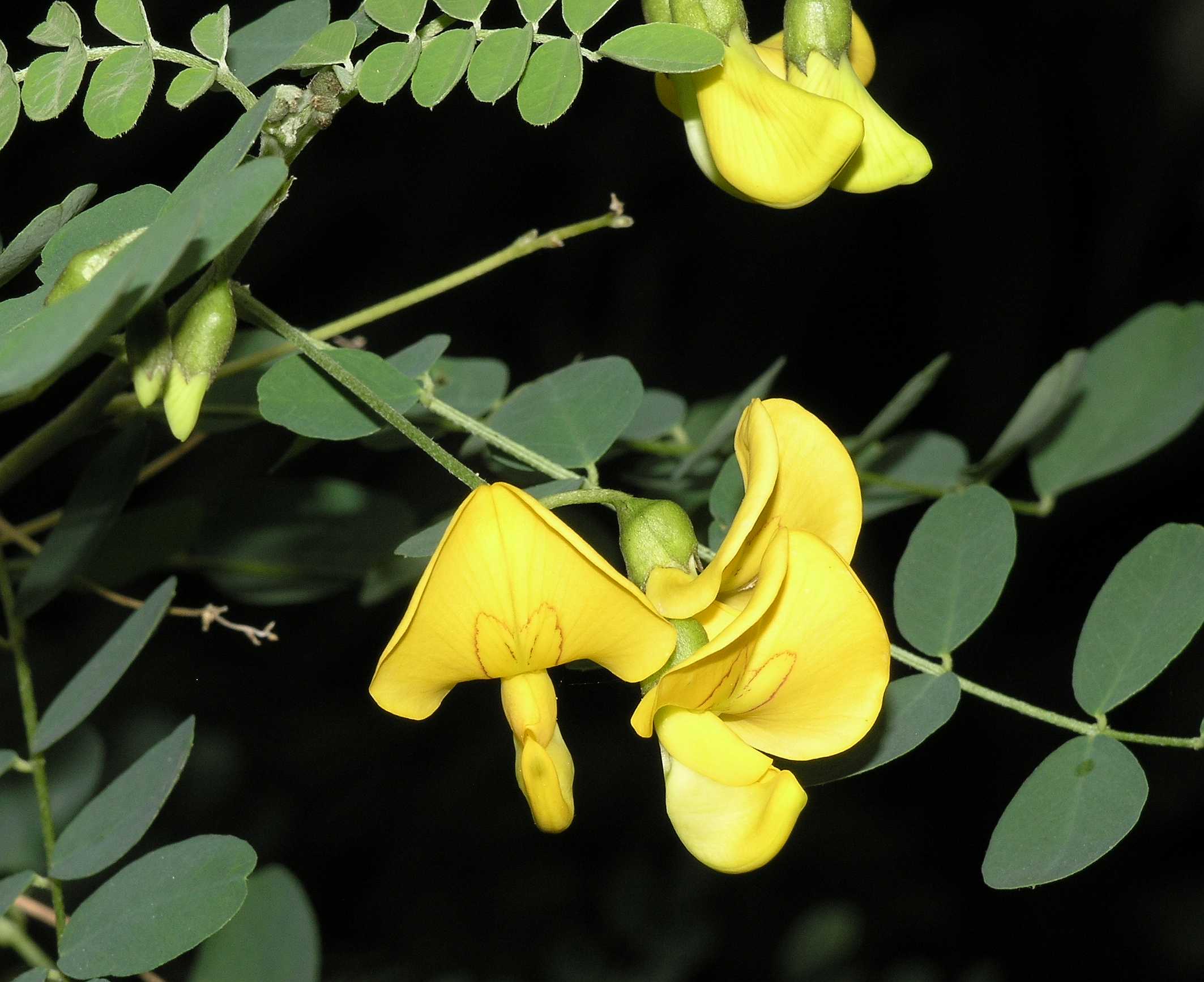 Fabaceae Colutea arborescens