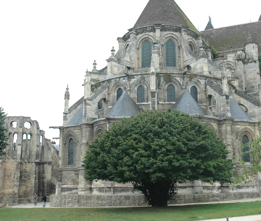 Cornaceae Cornus mas