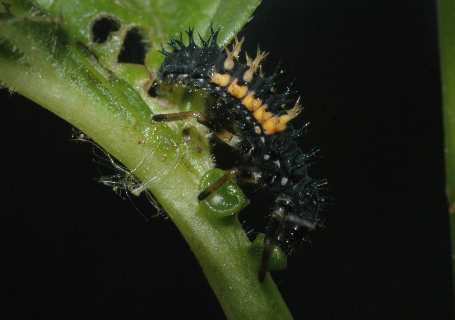 Adoxaceae Viburnum opulus