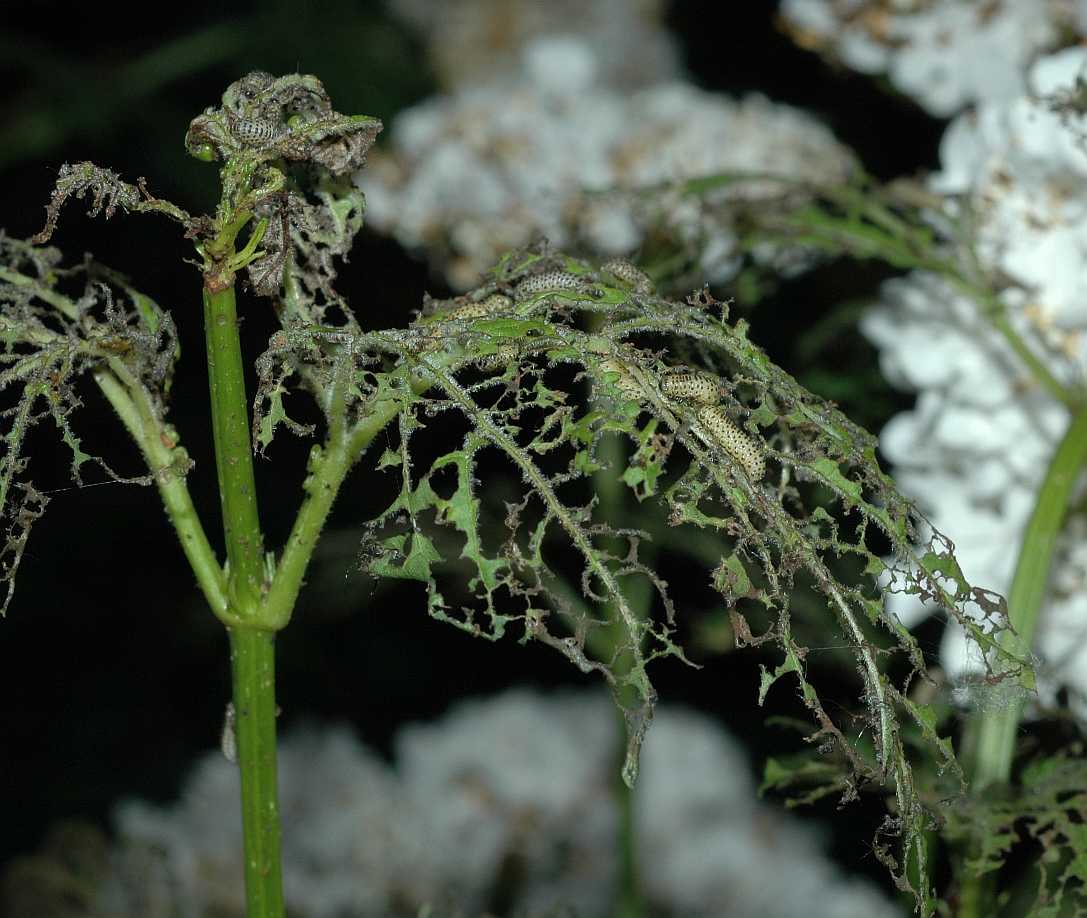 Adoxaceae Viburnum opulus