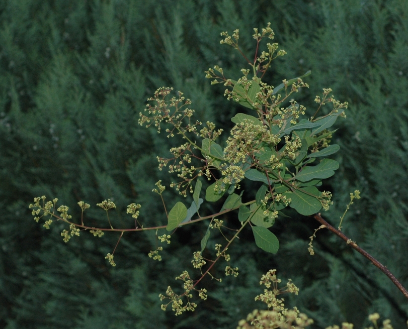 Anacardiaceae Cotinus coggygria