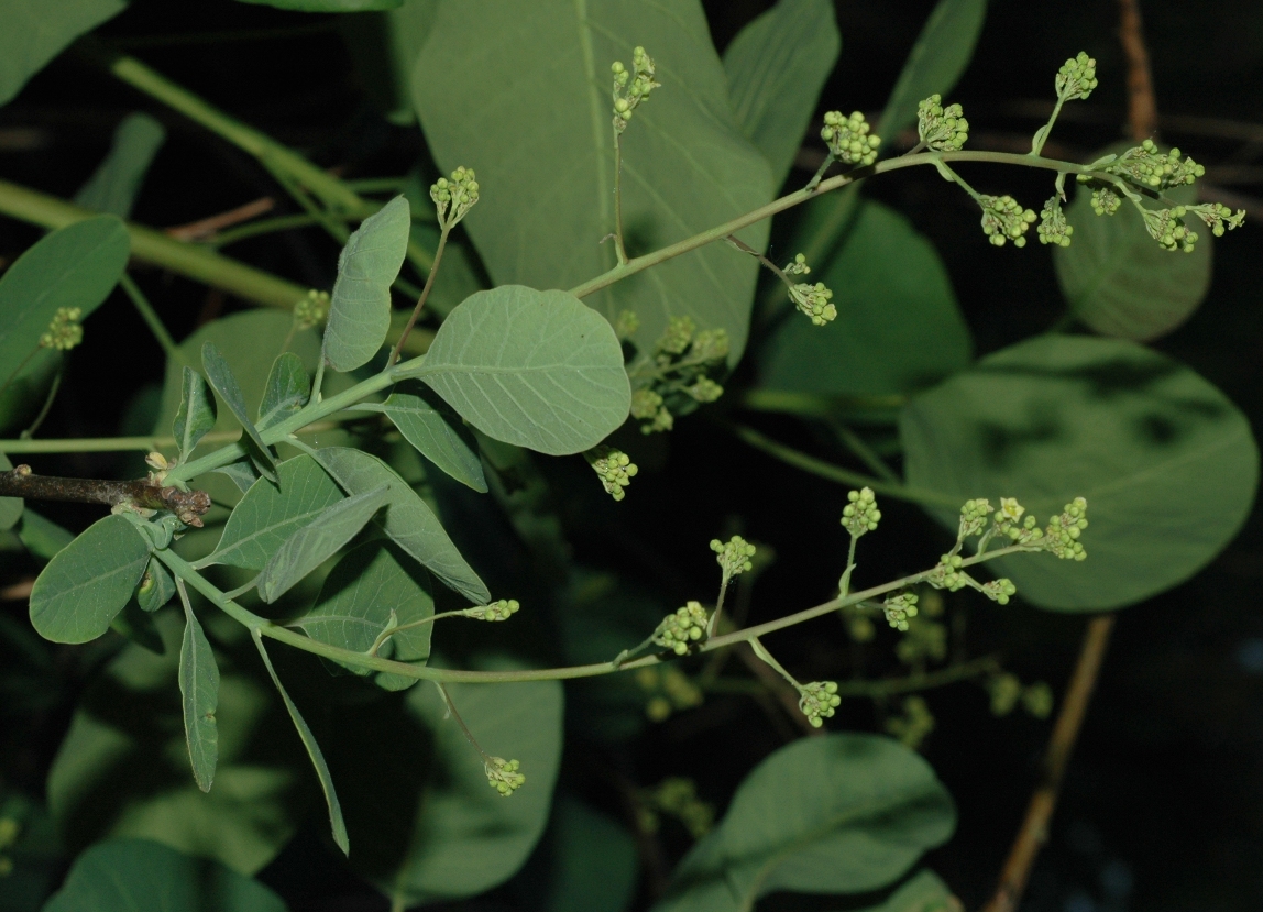 Anacardiaceae Cotinus coggygria