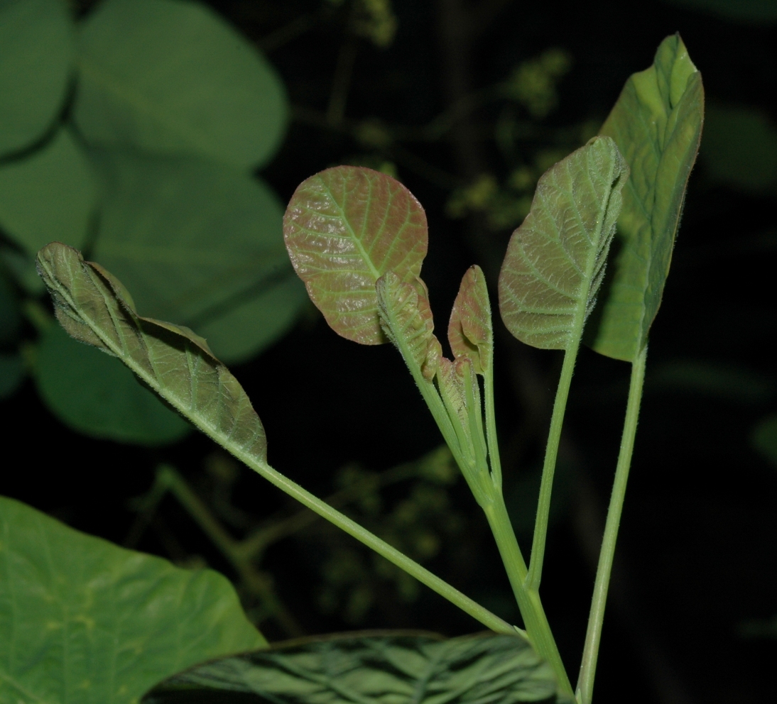 Anacardiaceae Cotinus coggygria