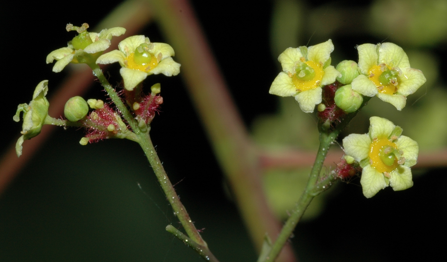 Anacardiaceae Cotinus coggygria