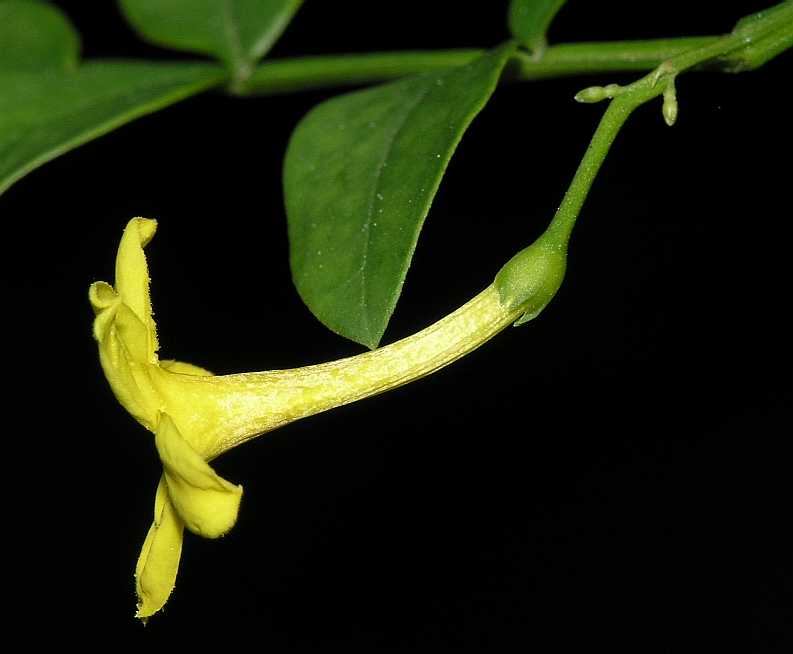 Oleaceae Jasminum humile