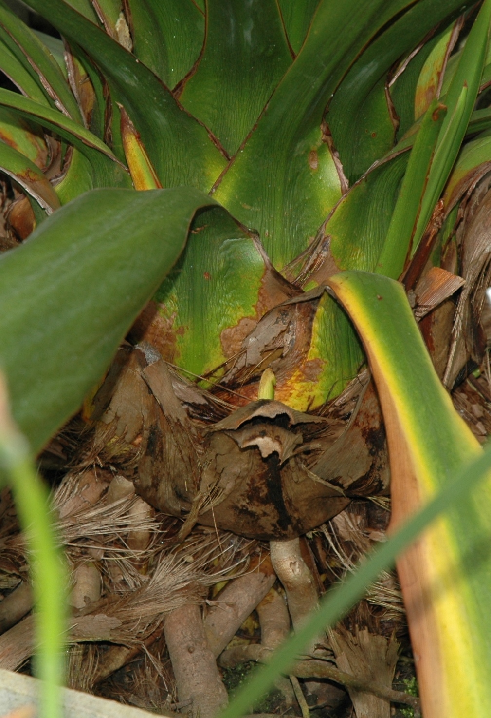 Doryanthaceae Doryanthes palmeri