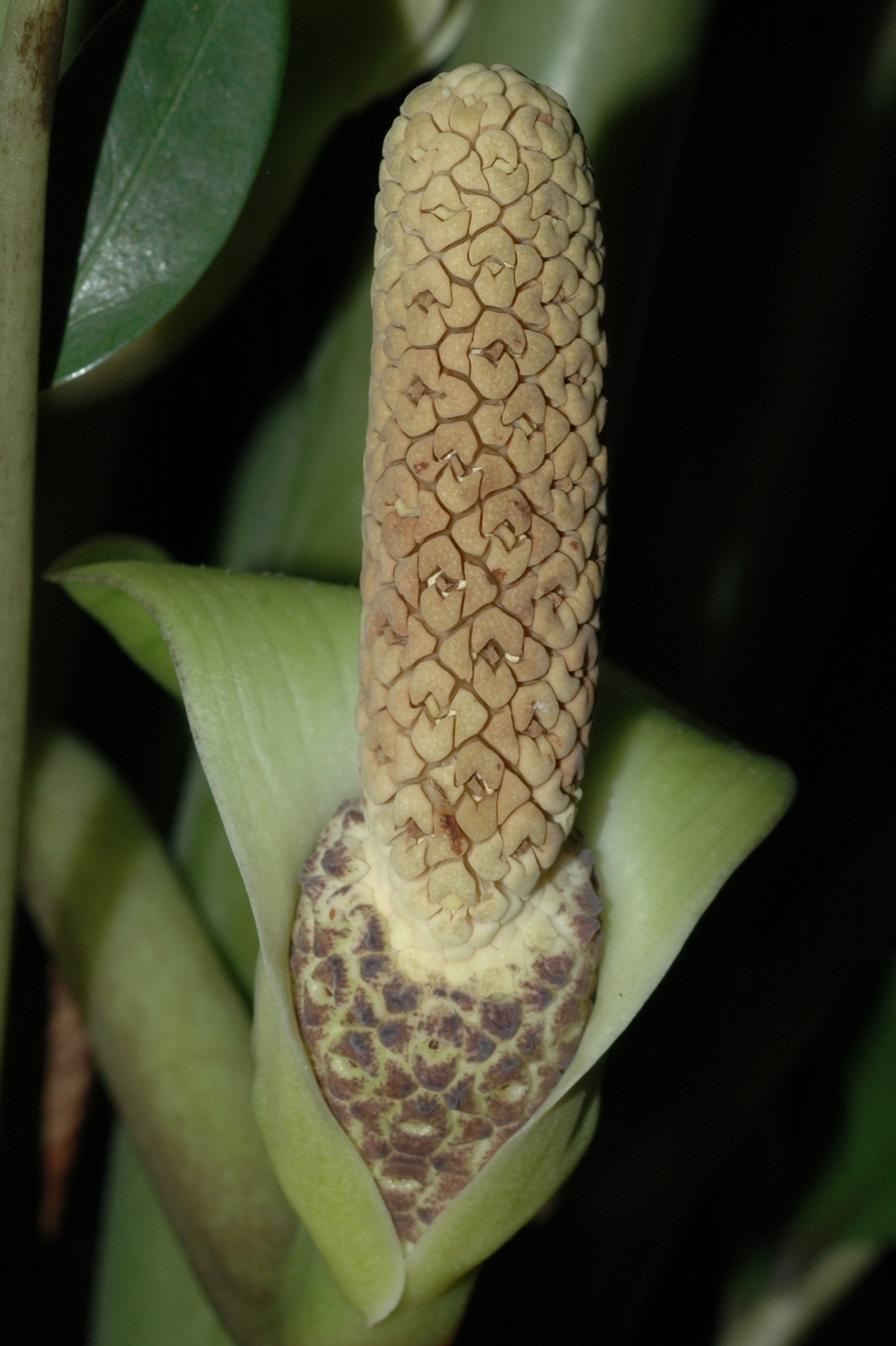 Araceae Zamioculcas zamiifolia