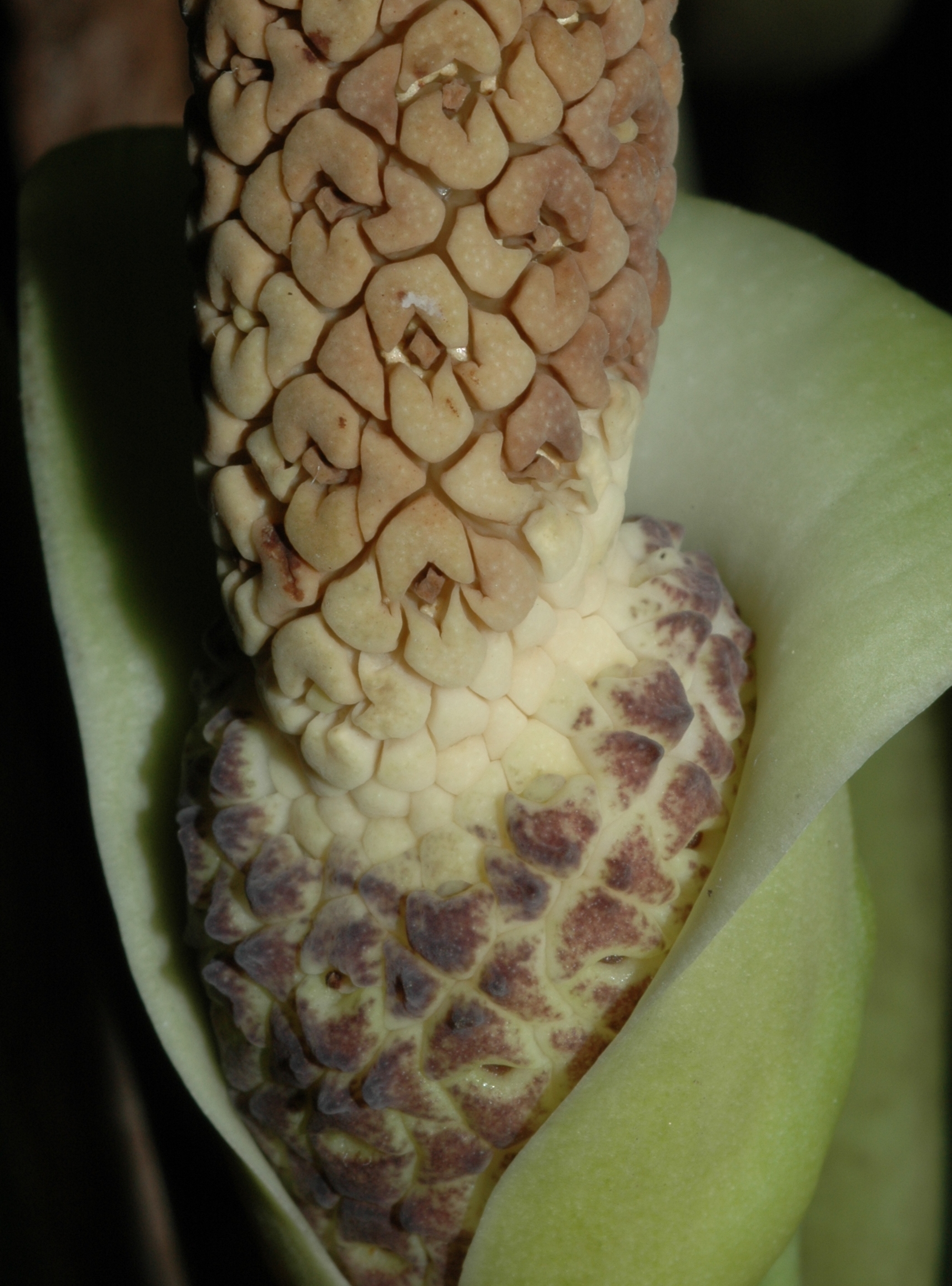 Araceae Zamioculcas zamiifolia
