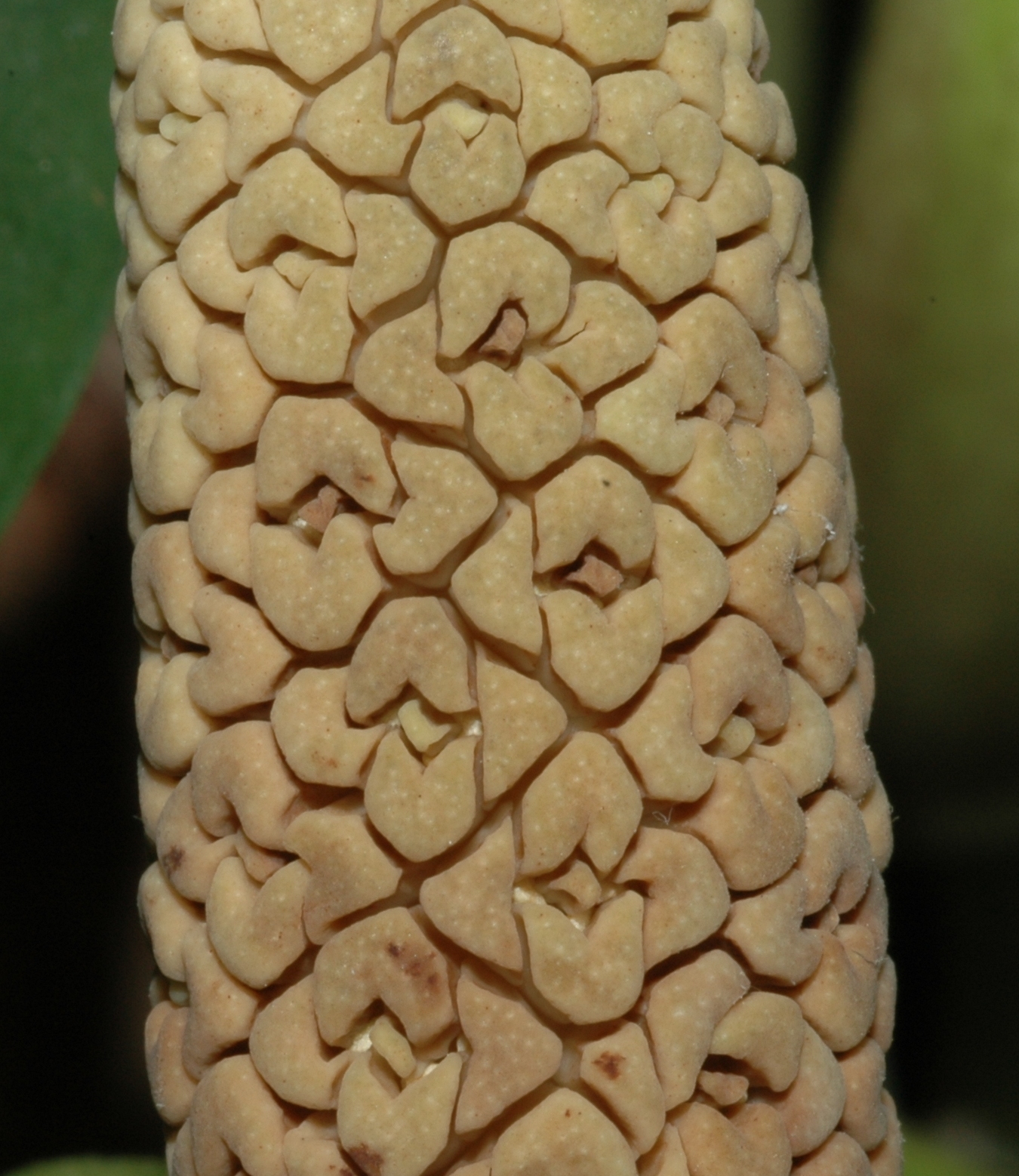 Araceae Zamioculcas zamiifolia