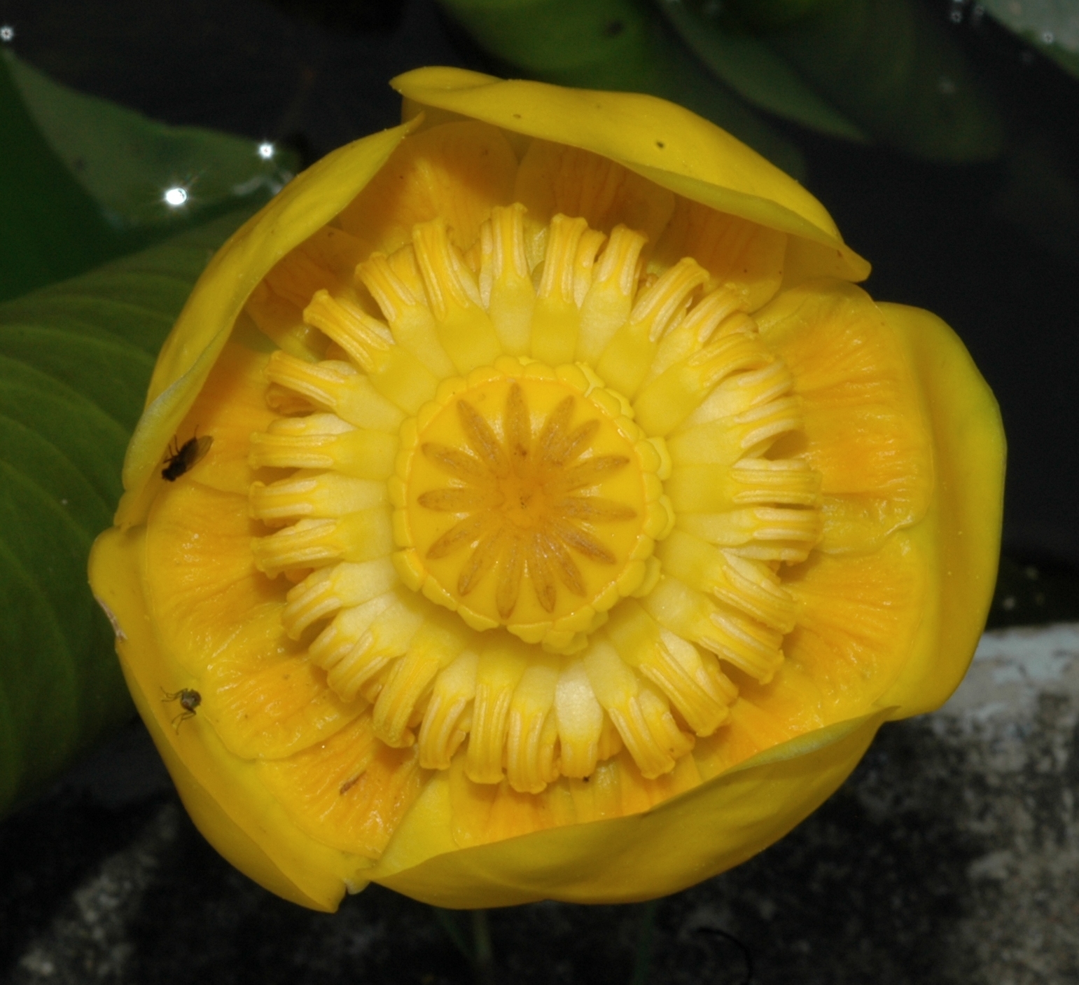 Nymphaeaceae Nuphar lutea