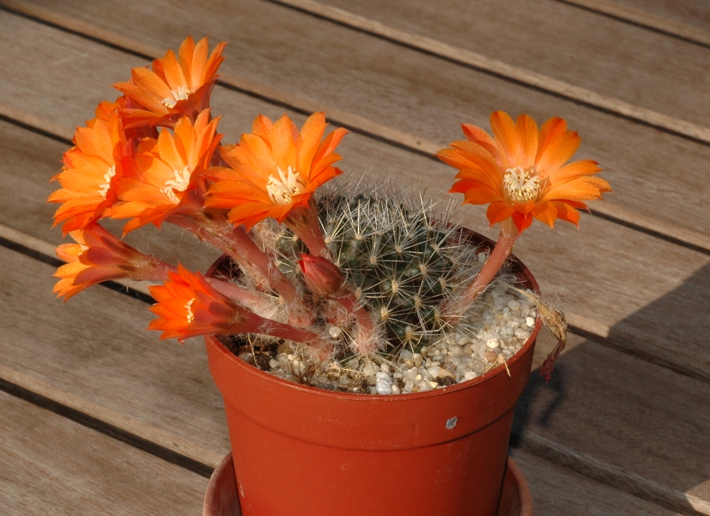 Cactaceae Rebutia flavistyla