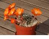 image of Rebutia flavistyla