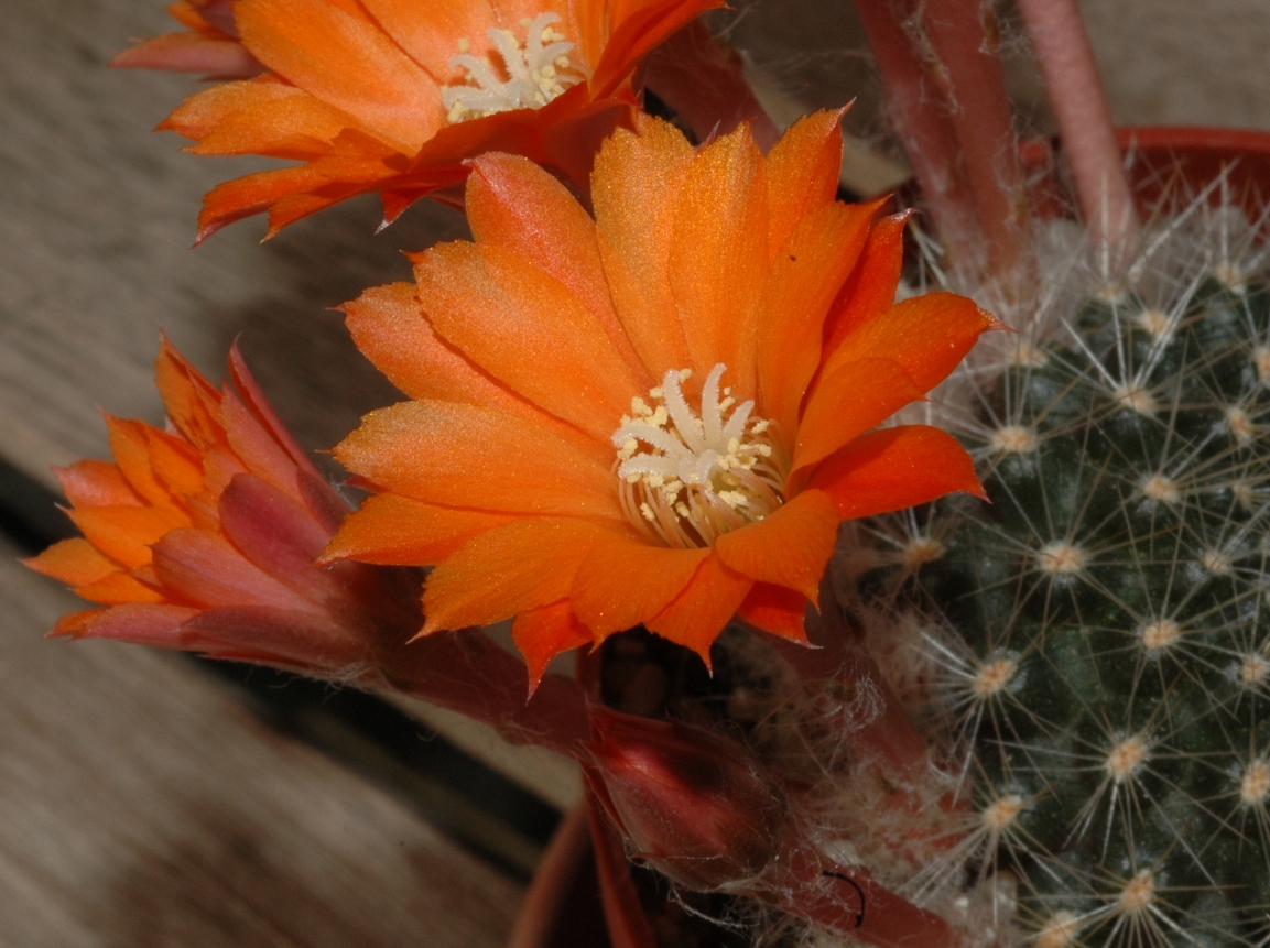 Cactaceae Rebutia flavistyla