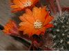 image of Rebutia flavistyla