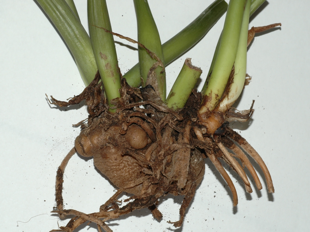 Araceae Zamioculcas zamiifolia