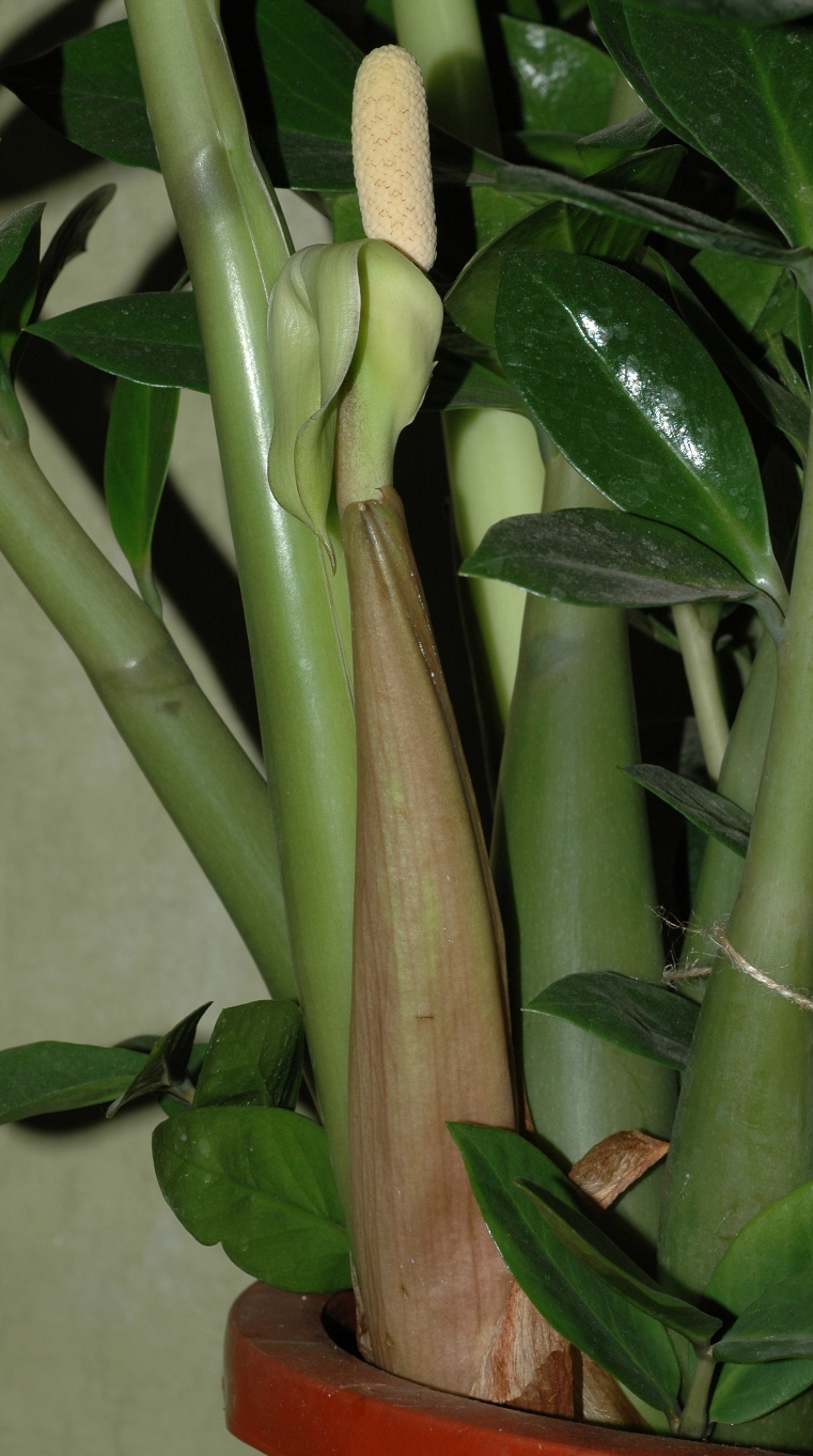 Araceae Zamioculcas zamiifolia