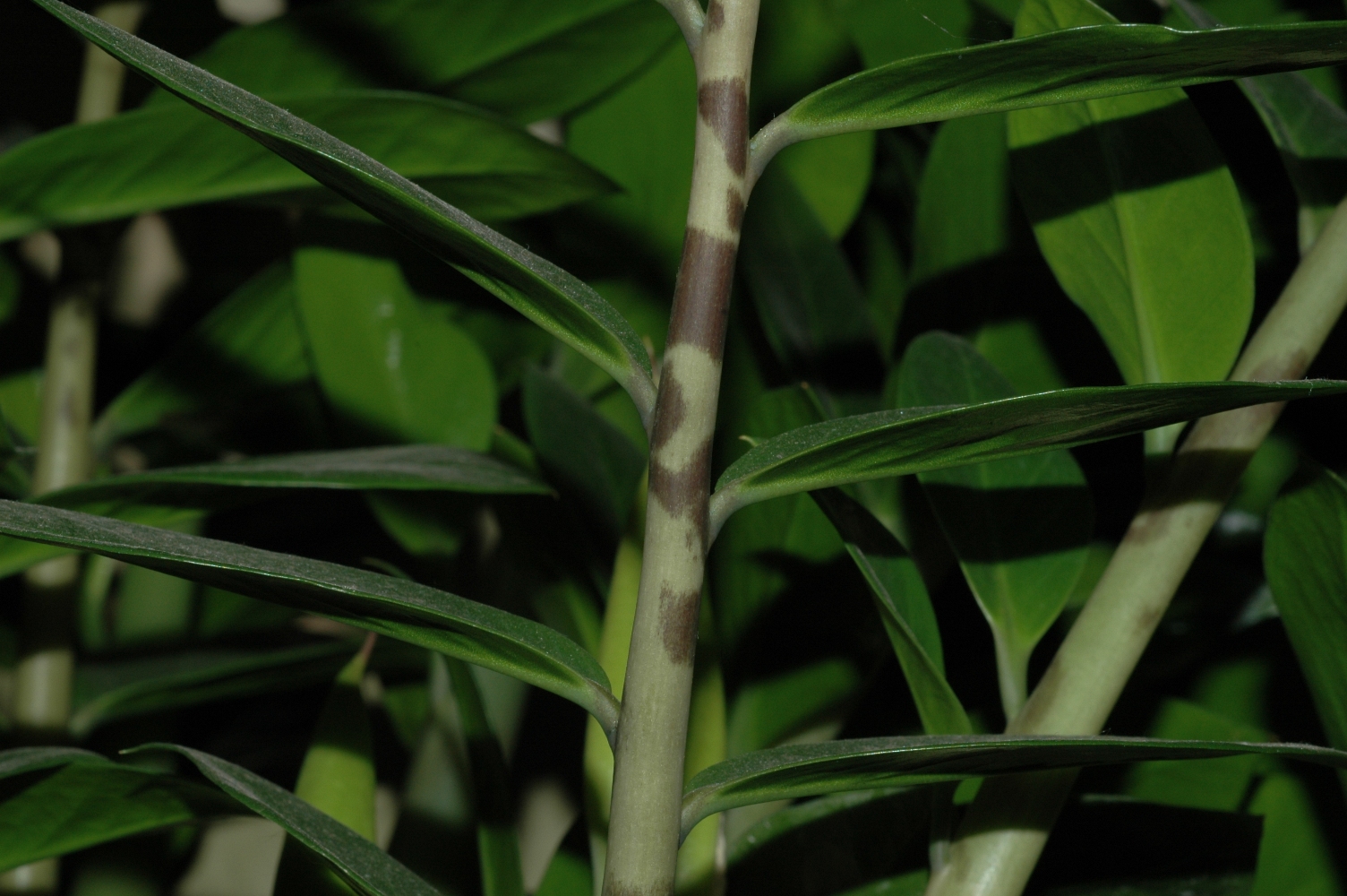 Araceae Zamioculcas zamiifolia