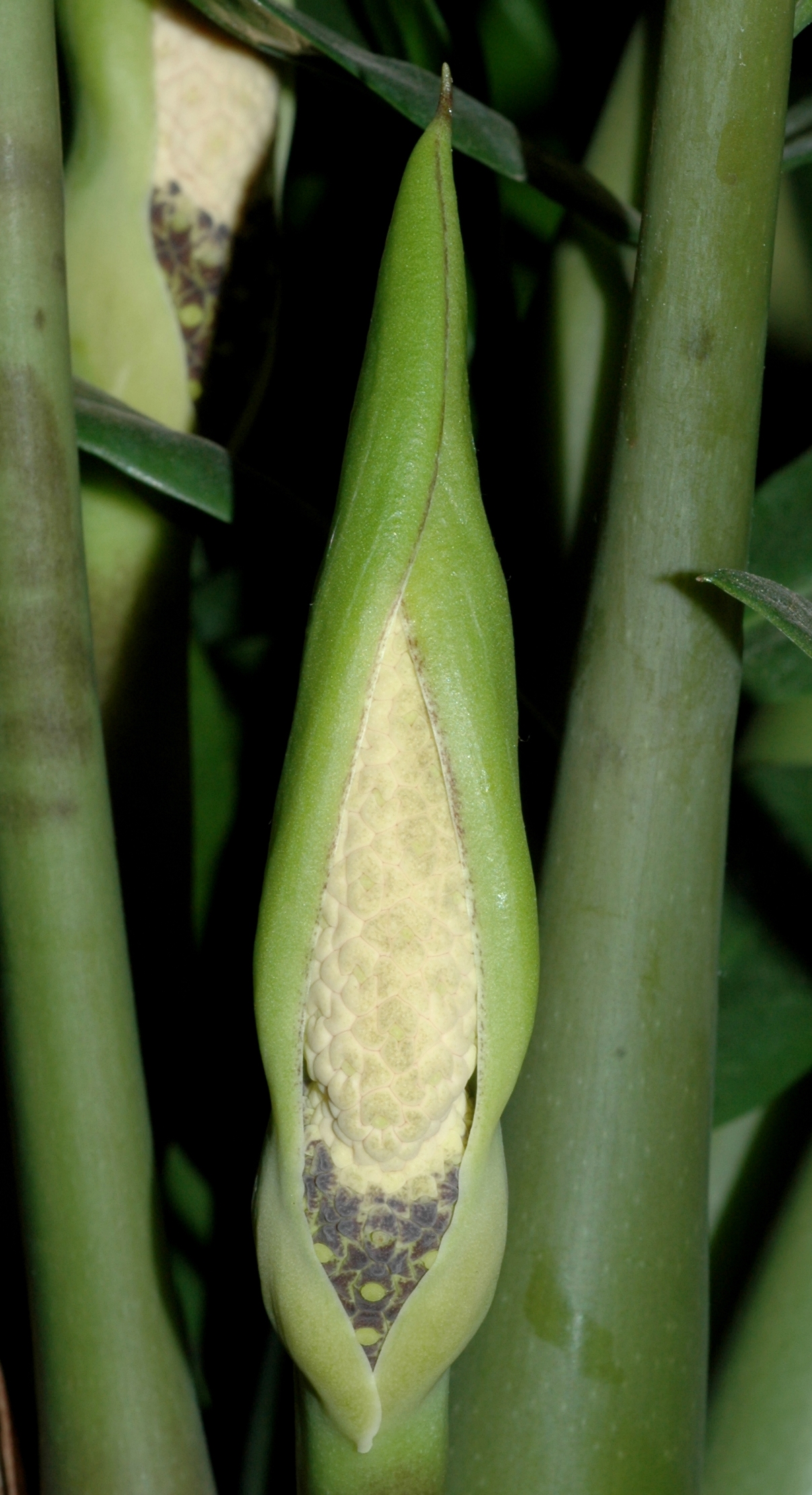Araceae Zamioculcas zamiifolia