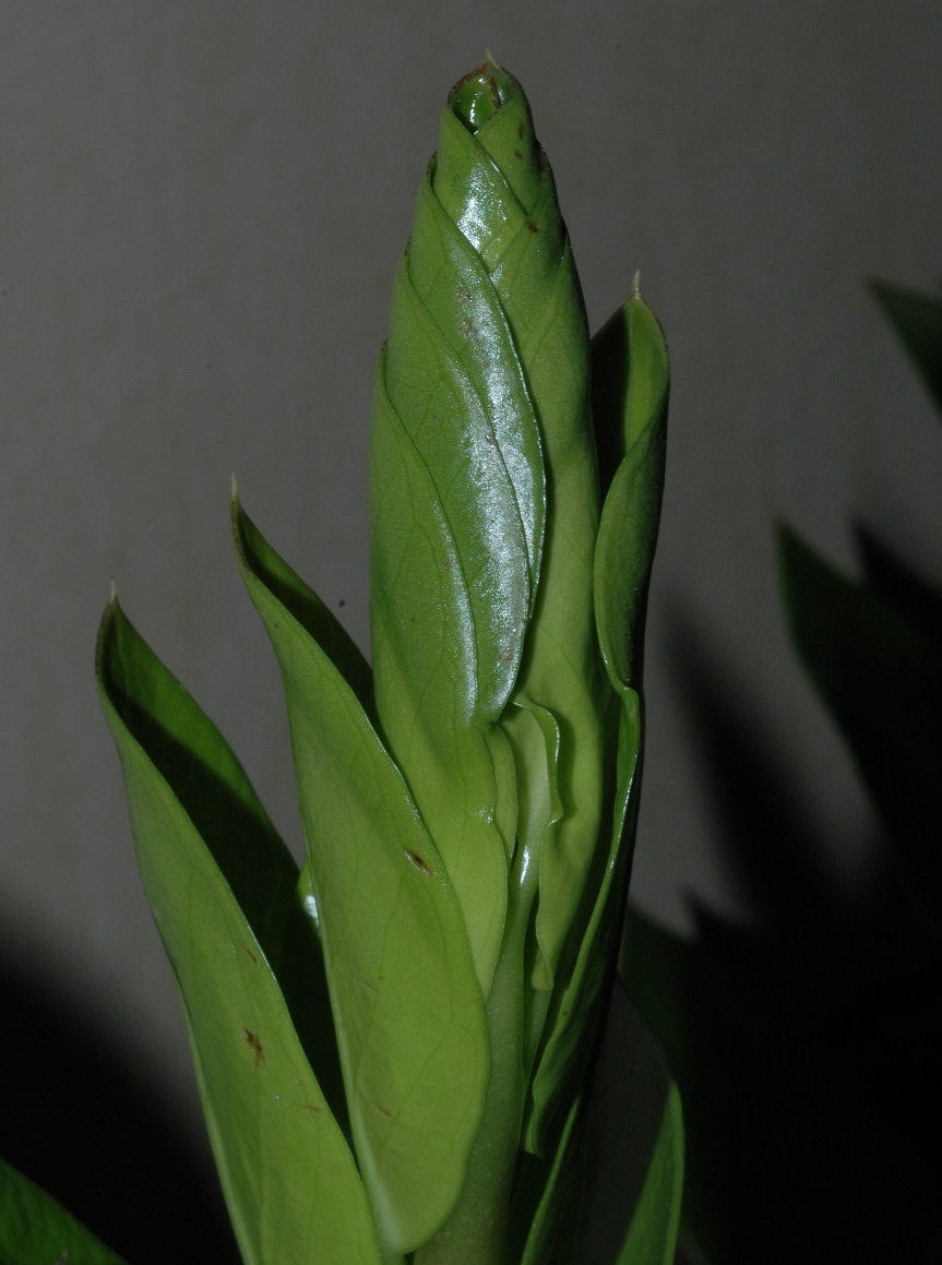 Araceae Zamioculcas zamiifolia