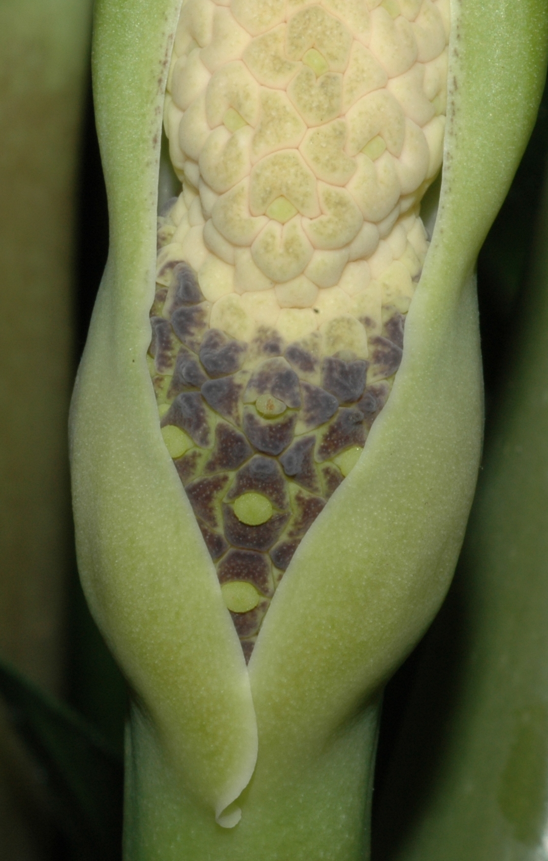 Araceae Zamioculcas zamiifolia