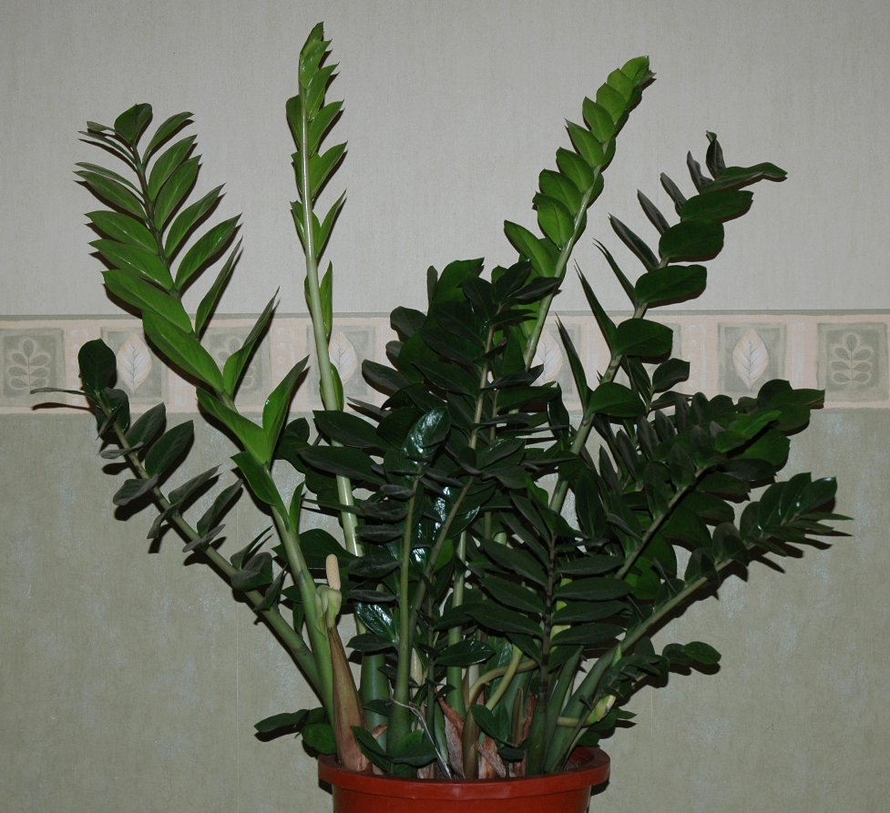 Araceae Zamioculcas zamiifolia