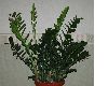 image of Zamioculcas zamiifolia