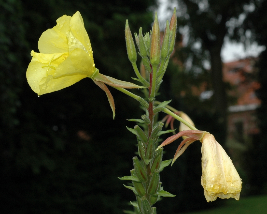 Onagraceae Oenothera erythrosepala