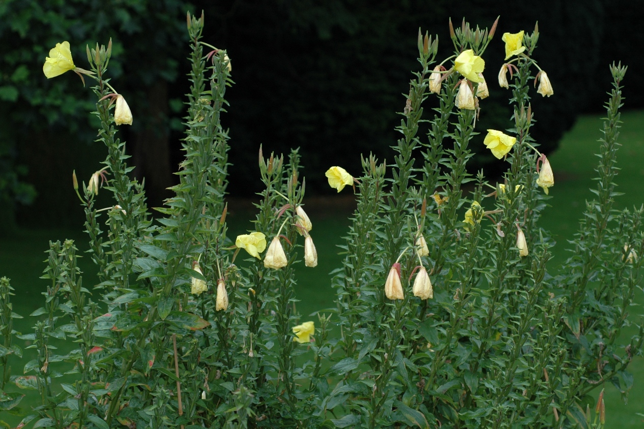 Onagraceae Oenothera erythrosepala