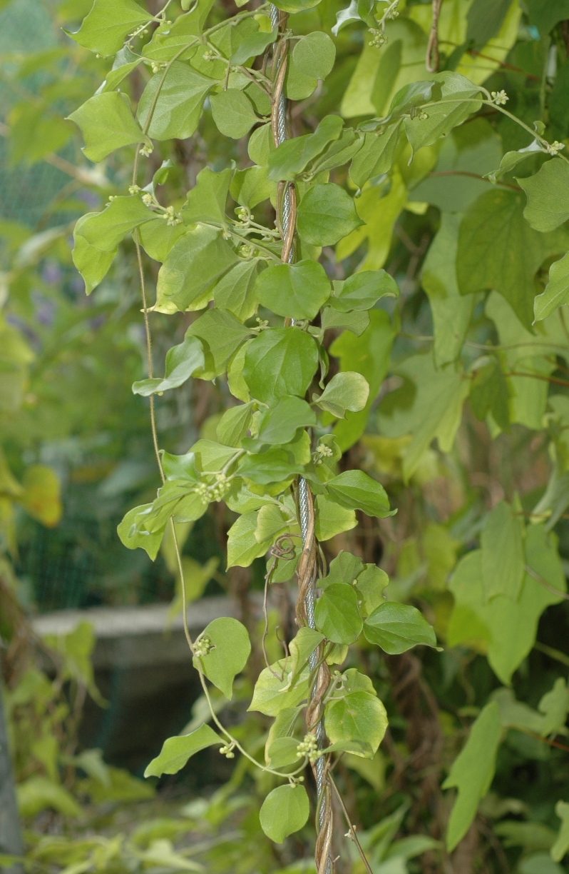 Menispermaceae Cocculus orbiculatus