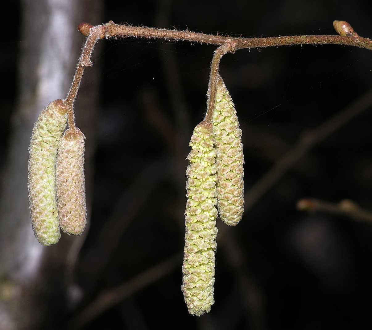 Betulaceae Corylus avellana