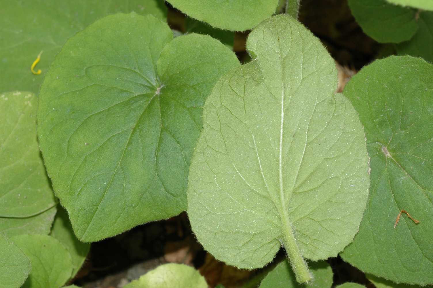 Asteraceae Doronicum pardalianches