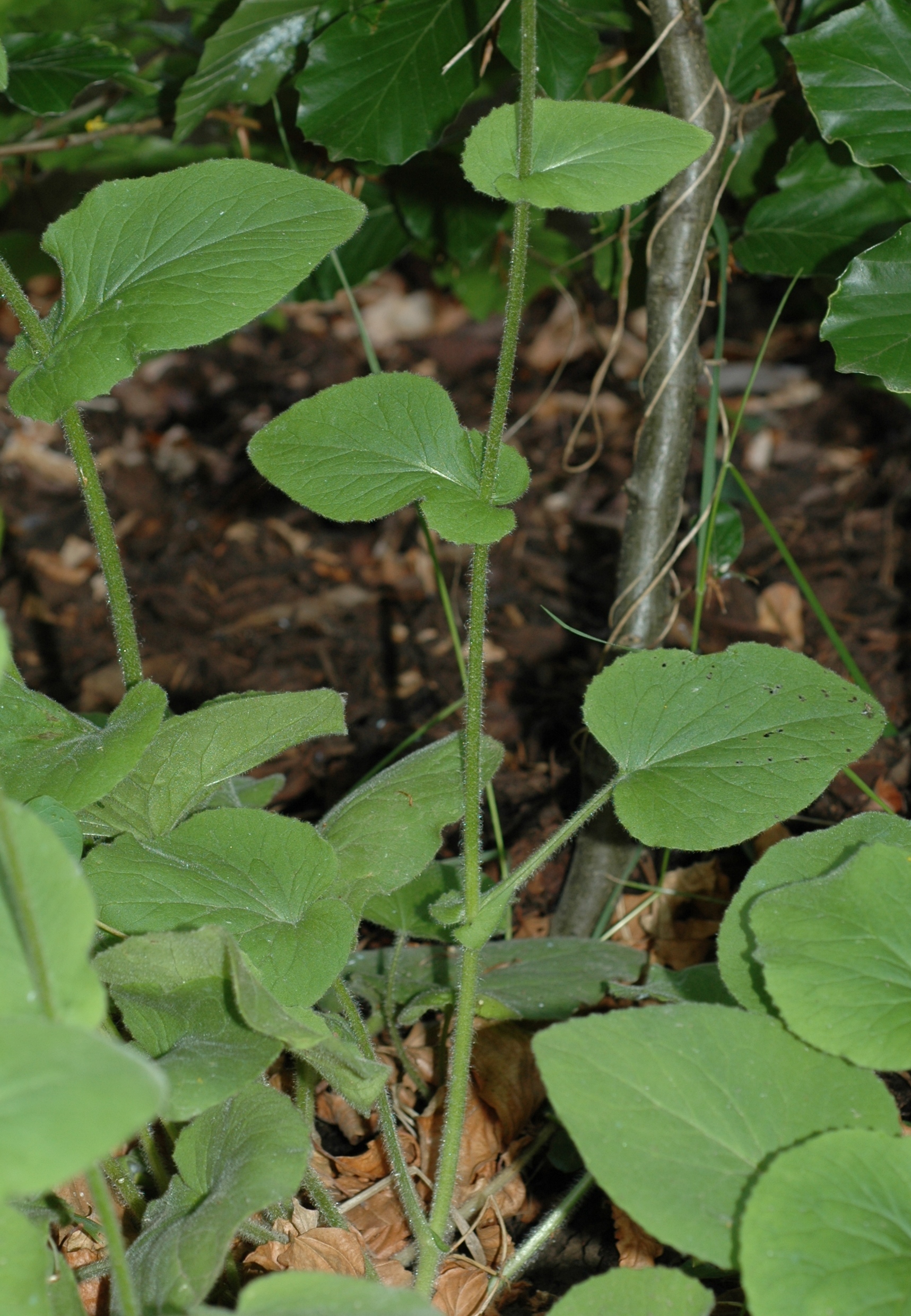 Asteraceae Doronicum pardalianches