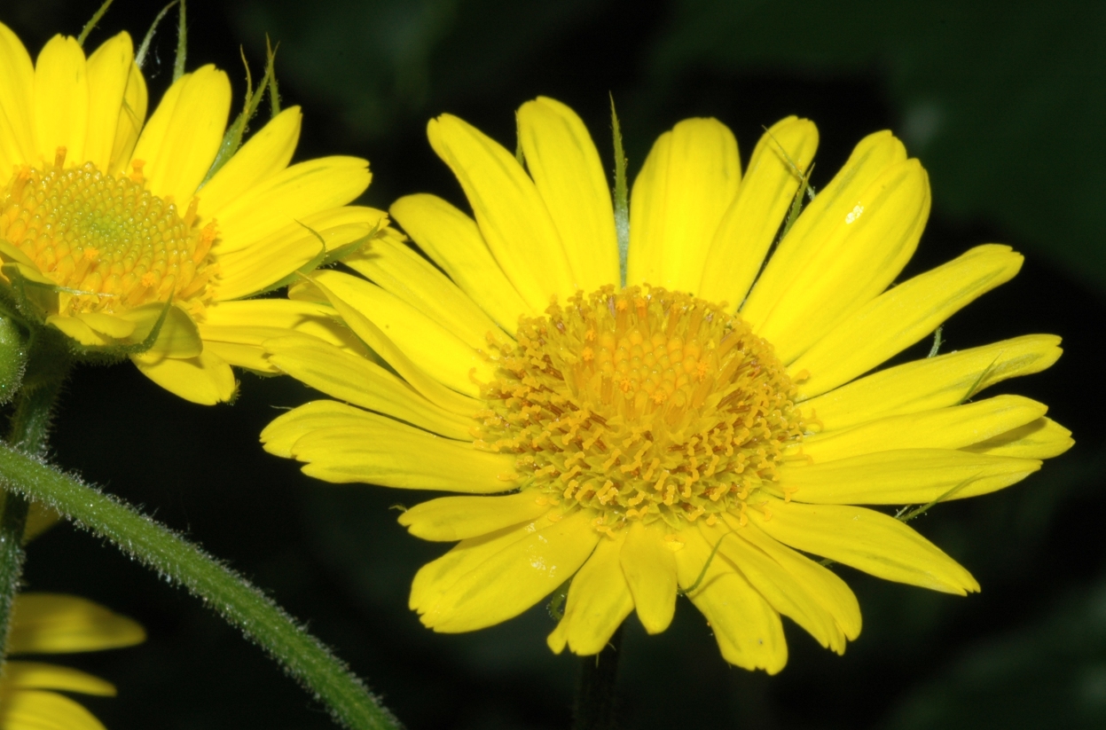 Asteraceae Doronicum pardalianches