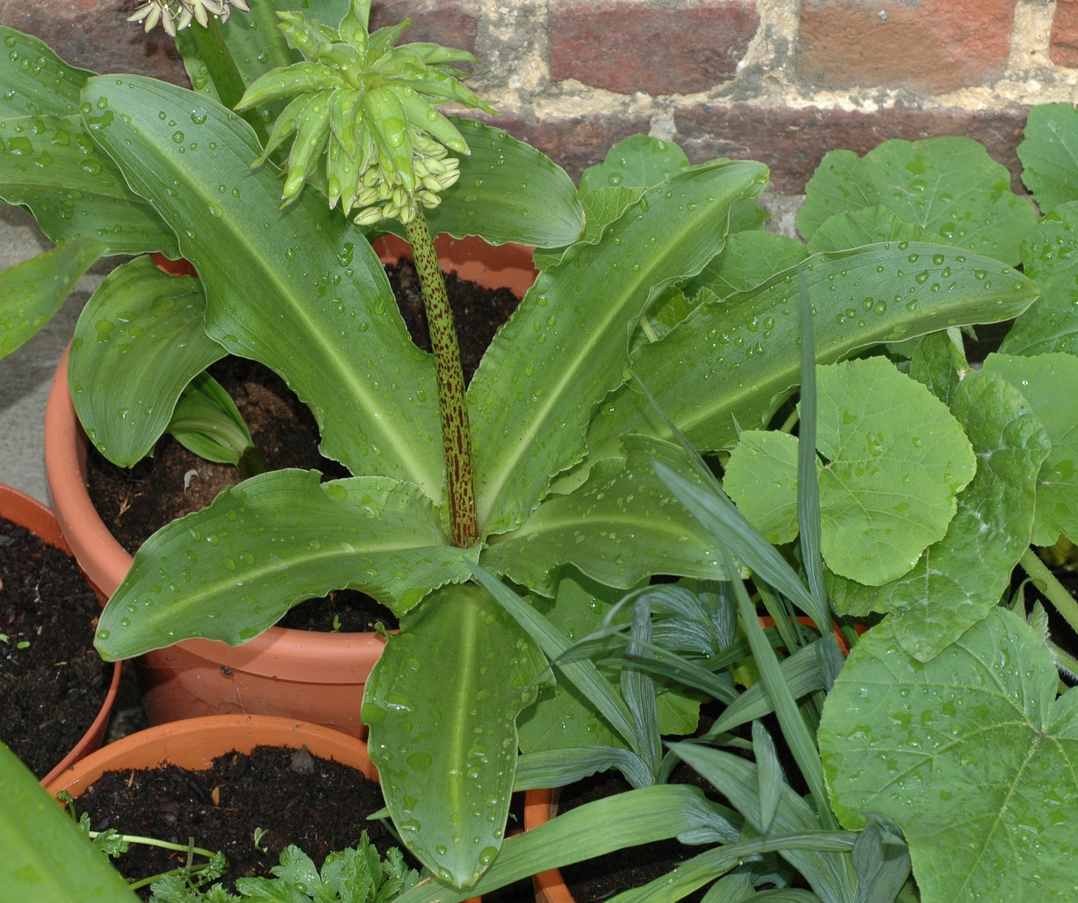 Hyacinthaceae Eucomis bicolor