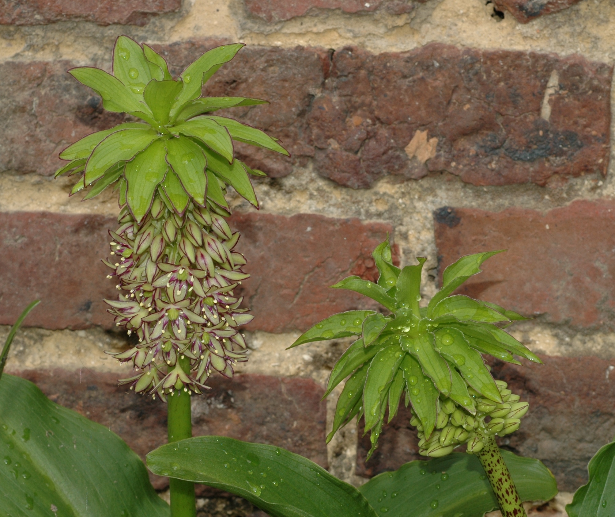 Hyacinthaceae Eucomis bicolor
