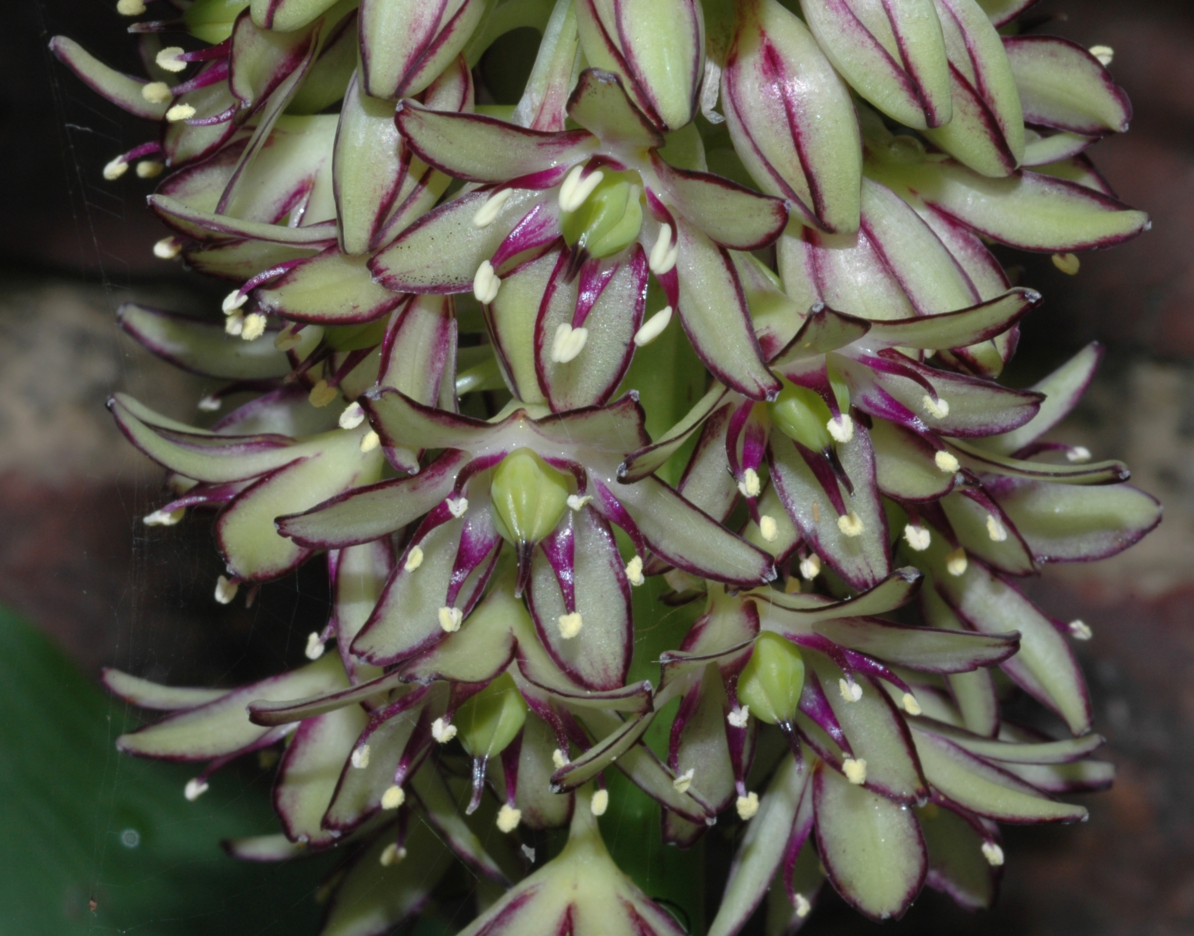Hyacinthaceae Eucomis bicolor