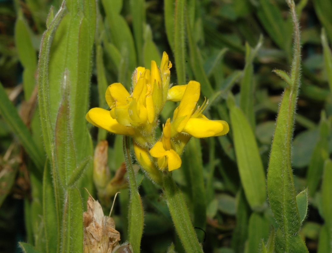 Fabaceae Genista sagittalis