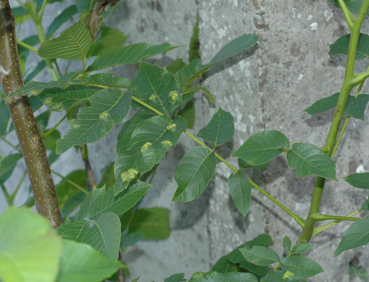 Juglandaceae Juglans regia