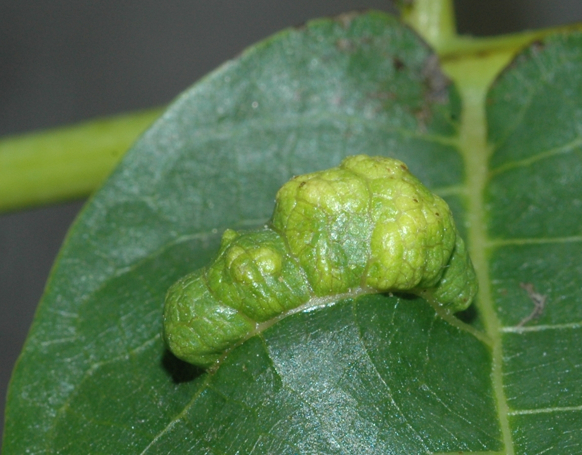 Juglandaceae Juglans regia