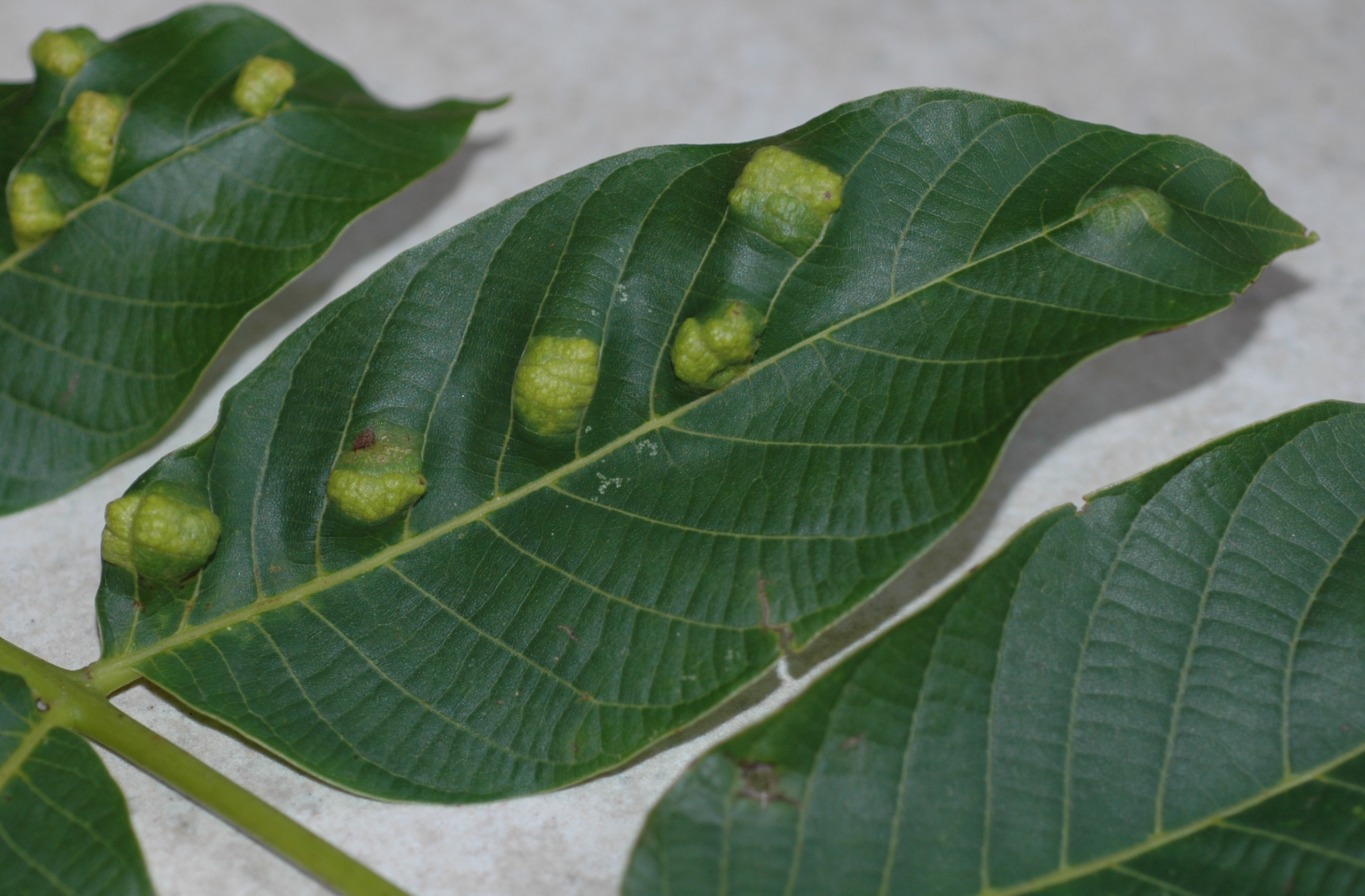 Juglandaceae Juglans regia