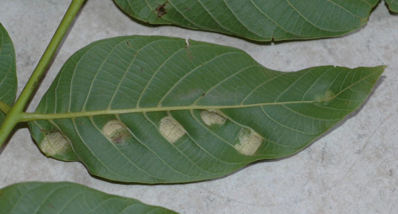 Juglandaceae Juglans regia