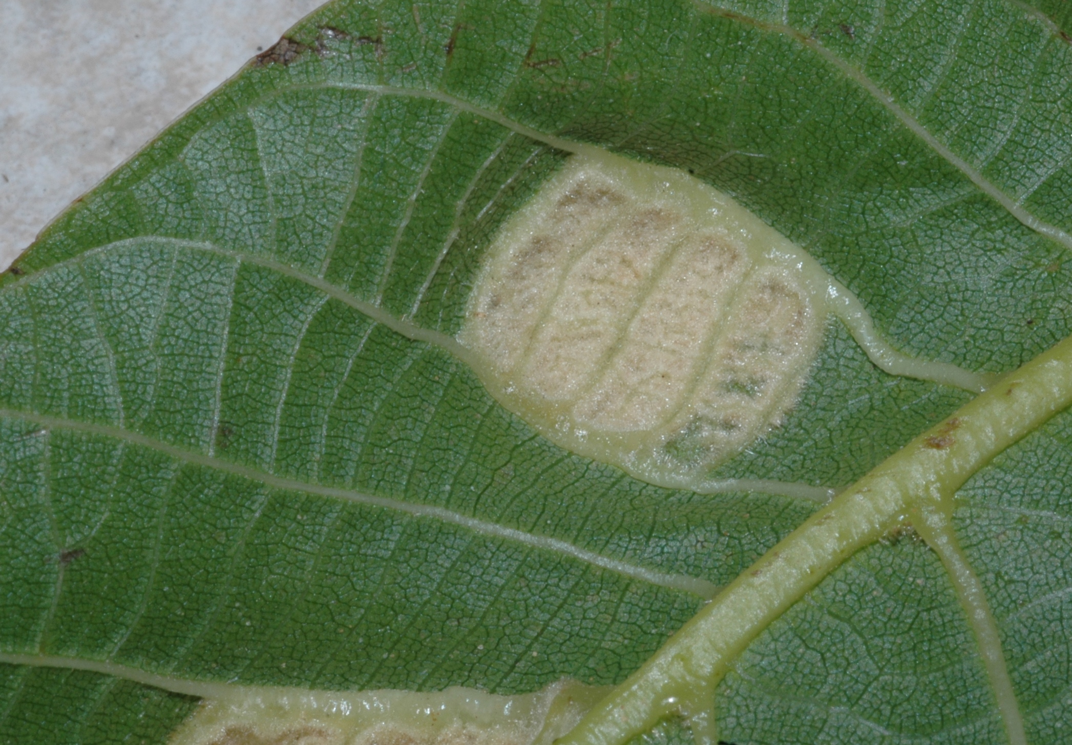 Juglandaceae Juglans regia