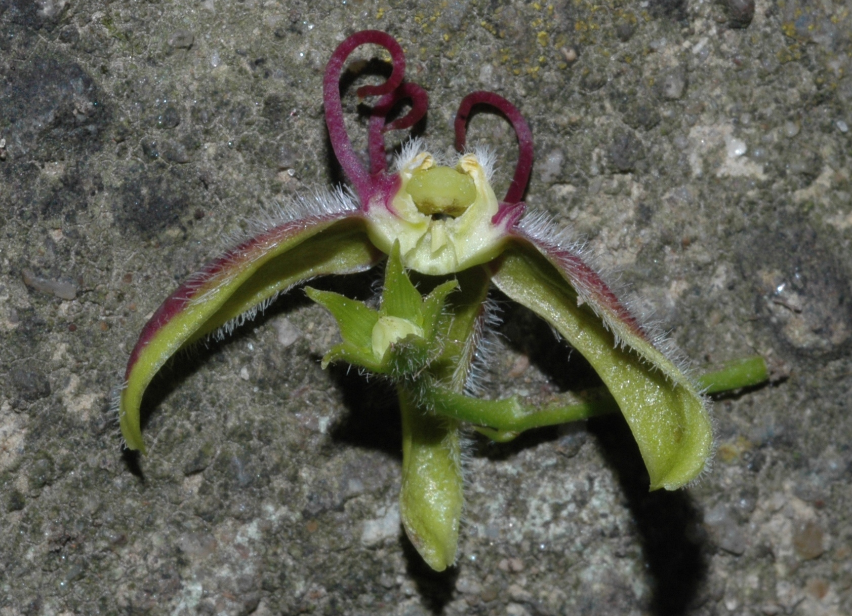 Apocynaceae Periploca 