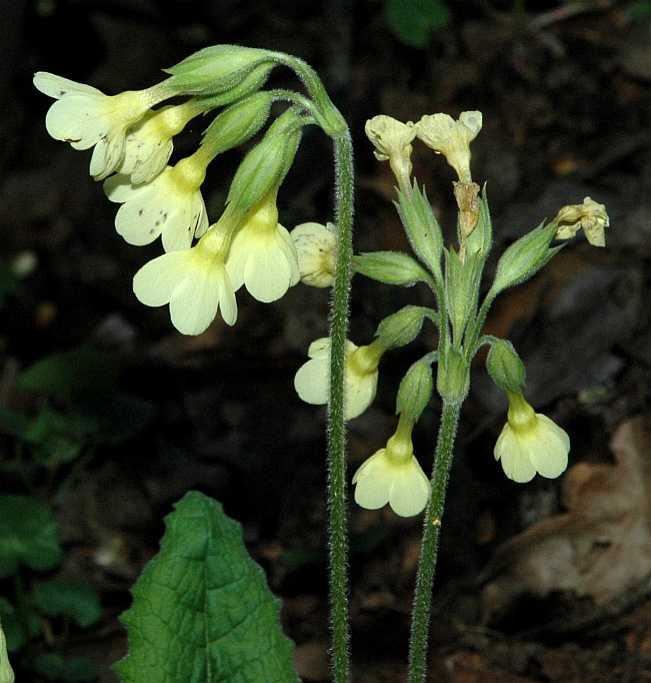 Primulaceae Primula elatior