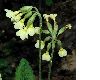 image of Primula elatior